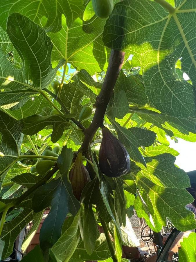 Agriturismo Il Giardino Degli Olivi Appartamenti Castiglione della Pescaia Exterior foto